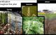 Japanese Knotweed Quiz