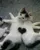 animals (1)