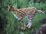 How much do you know about servals?