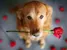 How well do you know your Dog Breeds?