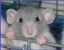 RATS!!!!