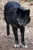Do you know wolfd3mon99?