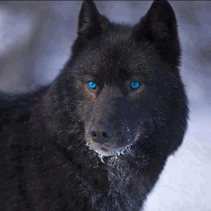Wolf adoption page! :-)'s Photo