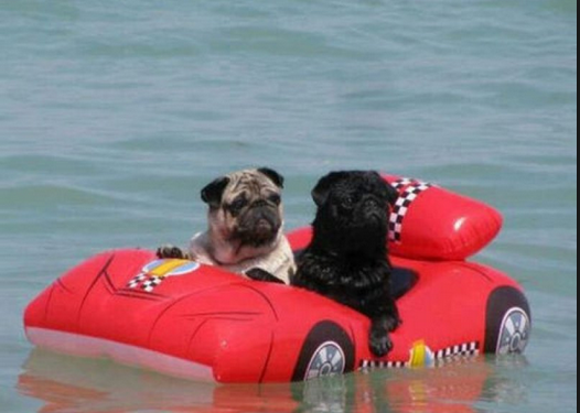 <c:out value='I didn't mean to chase the boat, dude!'/>