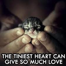 <c:out value='Help stop animal abue and share this poor kitten'/>
