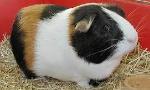 guinea pig page