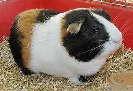 guinea pig page's Photo