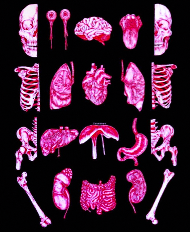 <c:out value='tw: bones and organs'/>