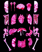 tw: bones and organs