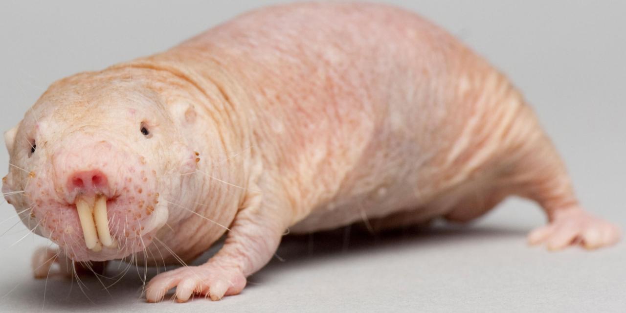 Real Life Pets Real Life Pets