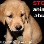 Animal Abuse Needs To STOP!!