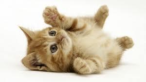The cat club? The cat club?