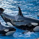 orca fan page