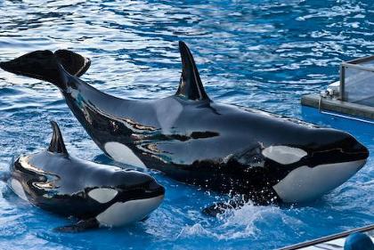 orca fan page's Photo