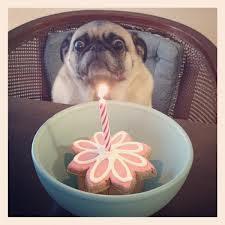 <c:out value='Happy birthday, Pug!'/>