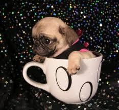<c:out value='Have a pug!'/>
