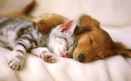 <c:out value='Let's face it cats and dogs are both pretty cute ?'/>