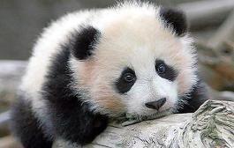 Here is a random pic of a cute panda bear!!