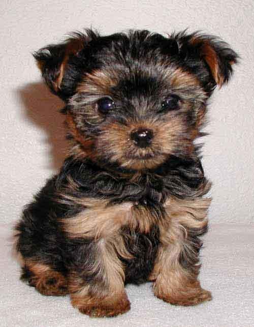 I Love Animals! I Love Animals!