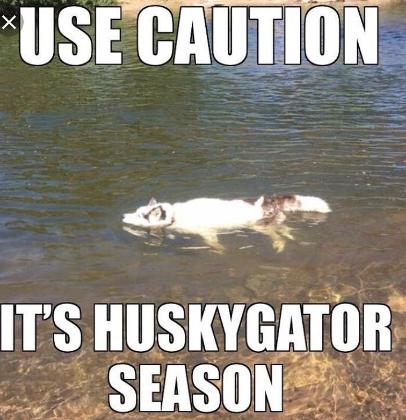Husky lovers only!'s Photo