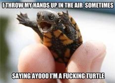 Yaaaaaaass dancing turtle!!So majestic