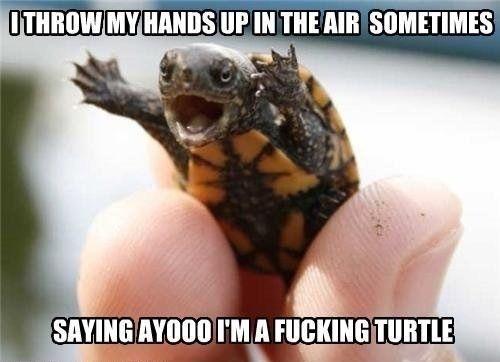 <c:out value='Yaaaaaaass dancing turtle!!So majestic'/>