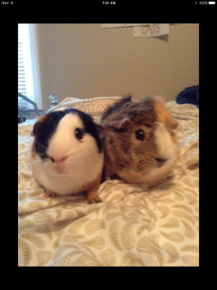 guinea pig page's Photo