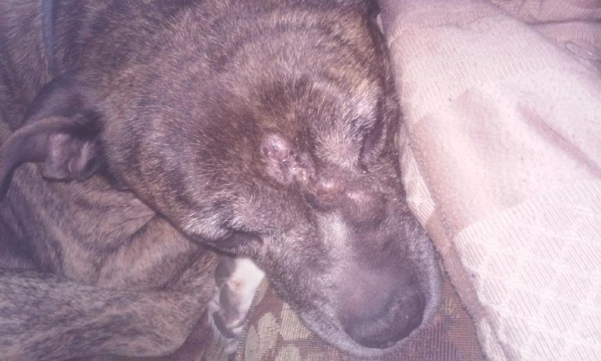 Your Pets Page!'s Photo