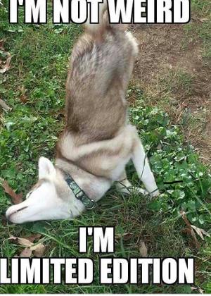 Husky lovers only!'s Photo