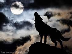 The Night Wolf Pack