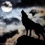 The Night Wolf Pack