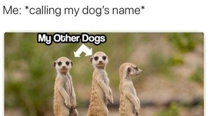 Come here to post dog memes's Photo