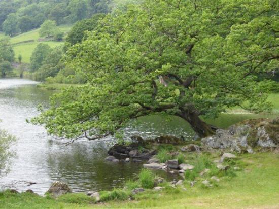 <c:out value='The tree where Diana is staying'/>