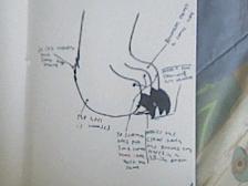 Diagram on How to Draw Cartoon cat Paws