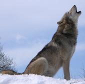 @Wolfie_The_Pet_Wolf