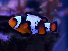 tricolor clown (black ice clownfish)