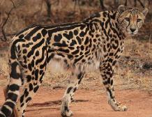 Di Gati (Yes, this is a real kind of cheetah called a King Cheetah)