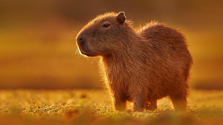 Capybara