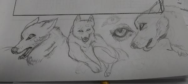 <c:out value='Did a quick wolf study instead of my math assignment lol'/>