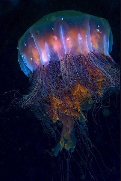 <c:out value='spaghetti monster (lion's mane jellyfish)'/>