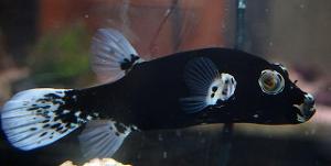 matt black (black dogface pufferfish)
