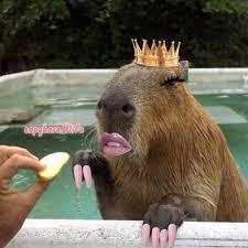 Capybara's Photo