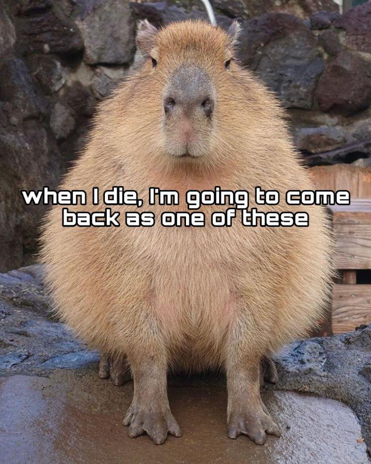 Capybara's Photo