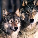 wolf lovers