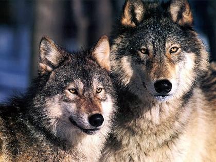 wolf lovers's Photo