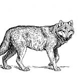 wolf clan