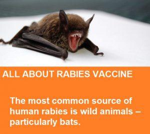 rabid animals rabid animals