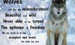 Calling all Wolf Lovers!