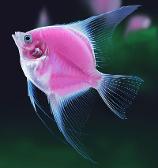 gender envy (freshwater angelfish)