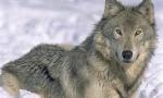 Help save the grey wolves!